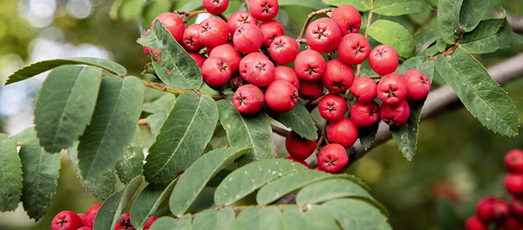 American mountain ash