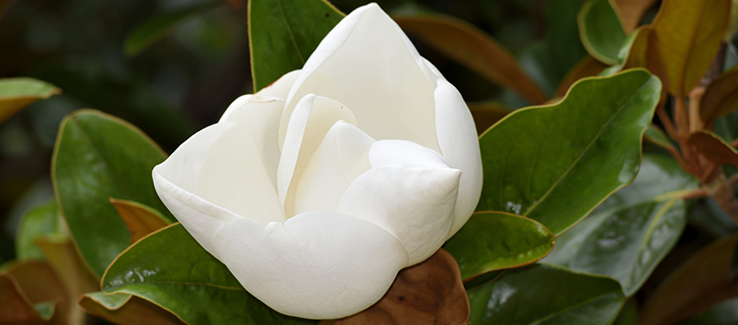 The best trees for pollinators include southern magnolia