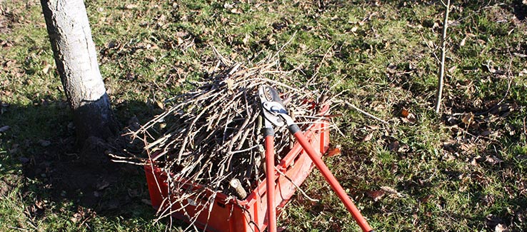 Seasonal tree pruning can help prevent severe storm damage