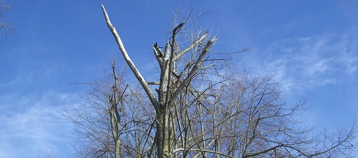 Broken tree limbs after severe weather events