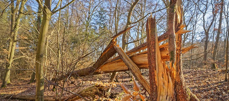 Windsnapped tree after severe weather