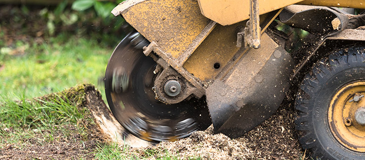 stump grinding tree roots