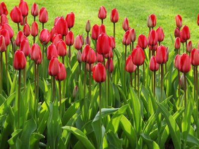 Healthy summer garden with tulips