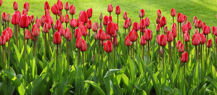 Healthy summer garden with tulips