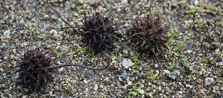 Trees considered messy include sweetgum