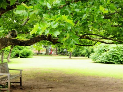 Sycamore Shade Tree In Atlanta homes yard