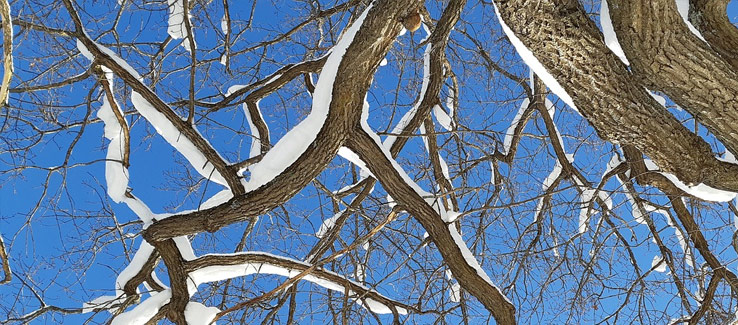 tree bark peeling due to weather and snow
