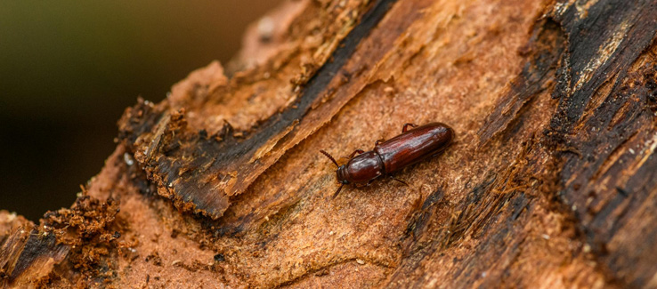 tree boring beetle on bark of peeling tree