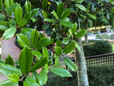 Tree care examination of foliage for signs of disease and infestation