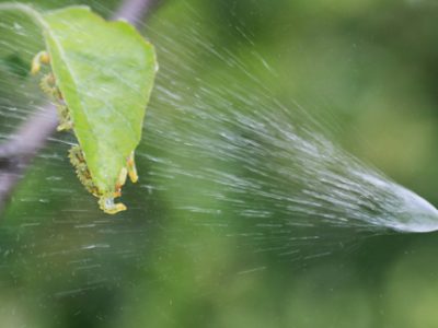 Tree care spraying insecticide on infested leaves and branches