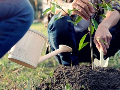 Tree care begins with proper planting and soil condition