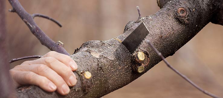 Tree pruning encourages new and healthy growth