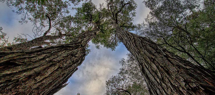 Overstory trees planted in areas without power lines or overhead obstructions