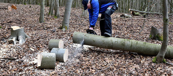 Felled tree cut up into firewood instead of removed from property