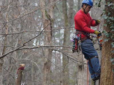 emergency tree removal atlanta ga