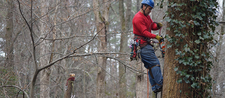 5-Star Reviews for Atlanta Tree Service - Apex Tree Removal Service