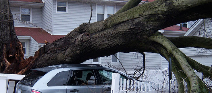 Damage caused by falling trees covered by comprehensive insurance policy