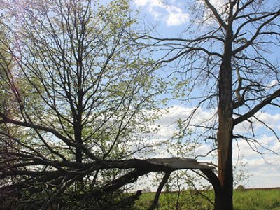 Split tree trunk after severe weather