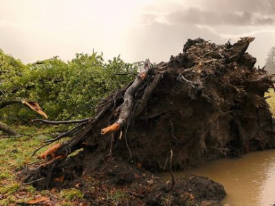 Emergency tree removal Atlanta after severe weather