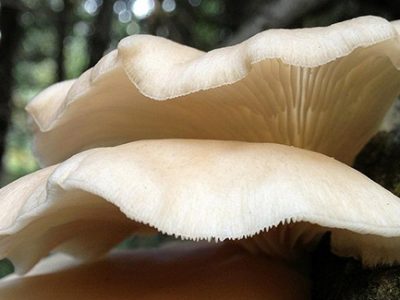 Mushroom conk of a tree disease