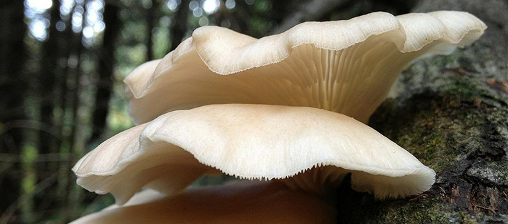 How to Remove Tree Fungus: Quick & Effective Solutions