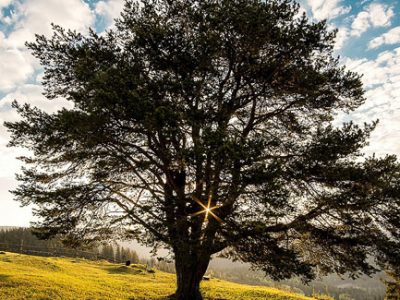 Healthy tree growing in fertilized soil