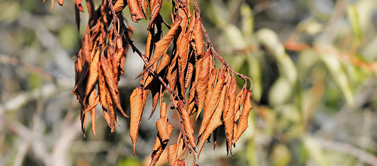 Tree leaves wilting and browning from drought conditions