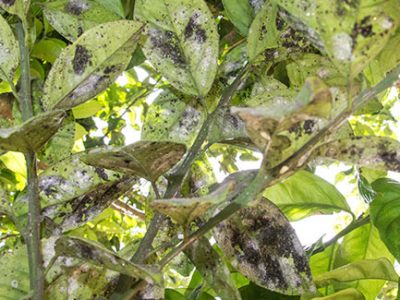 Leaves turning black from tree disease attack