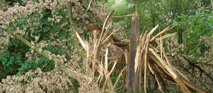 A lightning strike can cause a tree to explode or collapse