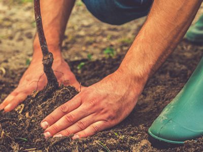 atlanta ga tree planting