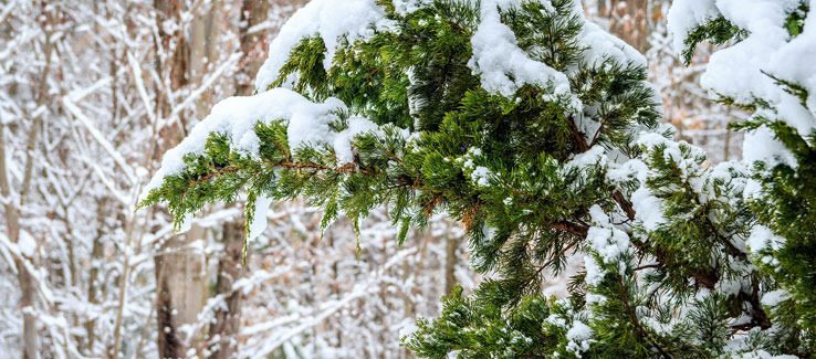 Evergreen and deciduous trees in winter landscape Atlanta Ga