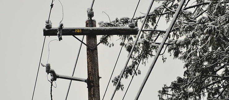 Trees must be pruned or removed when they interfere with power lines