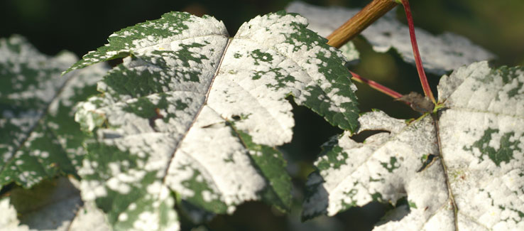 Powdery mildew problems on trees in Atlanta Ga