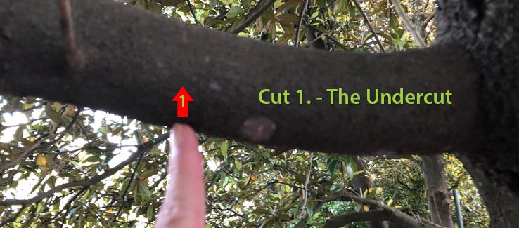 Tree pruning the undercut is cut number 1