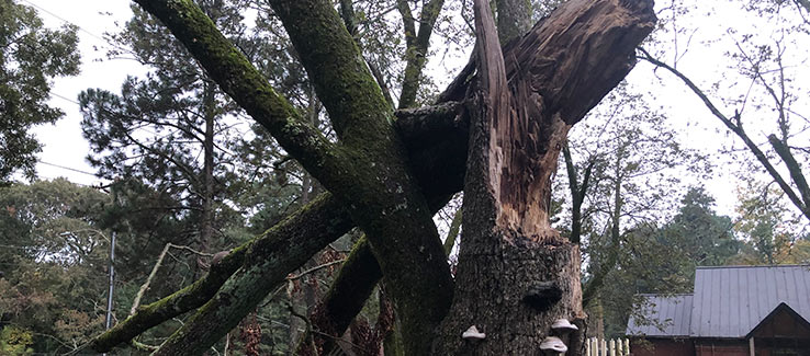 Storm damage should be pruned from a tree when it happens