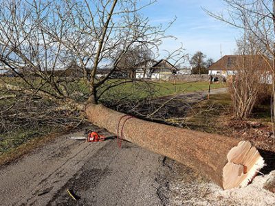 Dead tree removed with stump left in ground