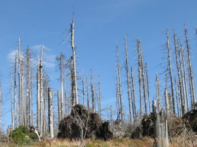 Global warming tree removal Atlanta