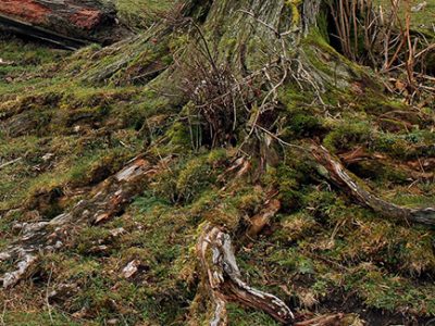 Trees are heavily impacted when roots are damaged by machinery like lawn mowers and weed eaters