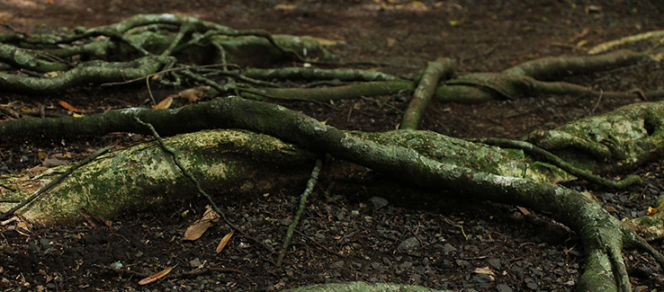 Annual tree maintenance includes root inspections