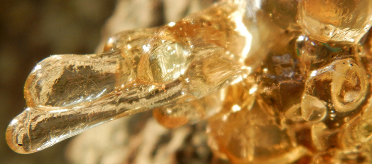 Tree sap may collect and harden on evergreen and pine trunks just below ground surface