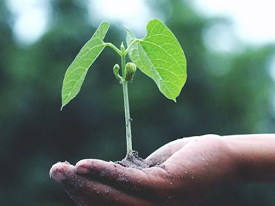 tree sapling plant