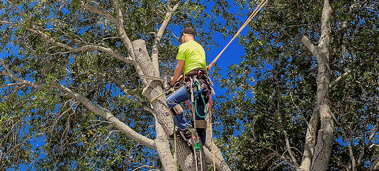 tree service atlanta ga