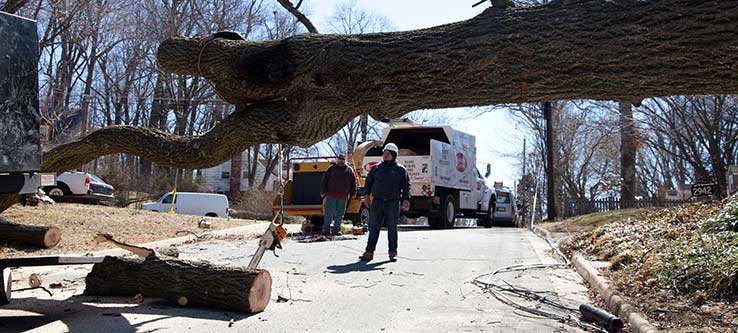 tree service atlanta services