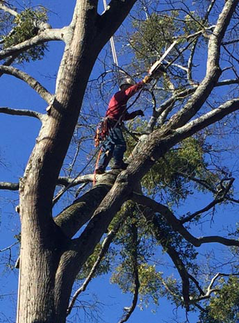 tree service dunwoody