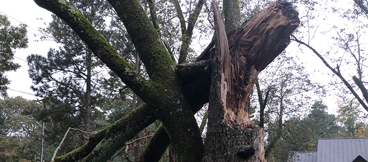 Tree severely damaged after weather event.