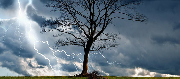 Lightning strikes can severely damage a tree by severing the crown splitting the trunk or causing it to explode
