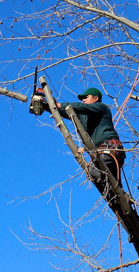 tree trimming in dunwoody