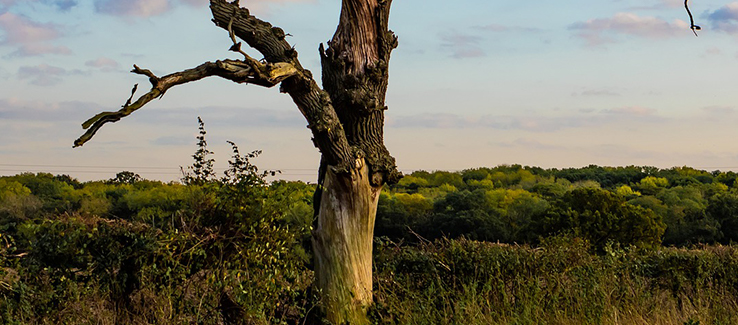 Tree trunk problems can show up as damaged or sloughing bark