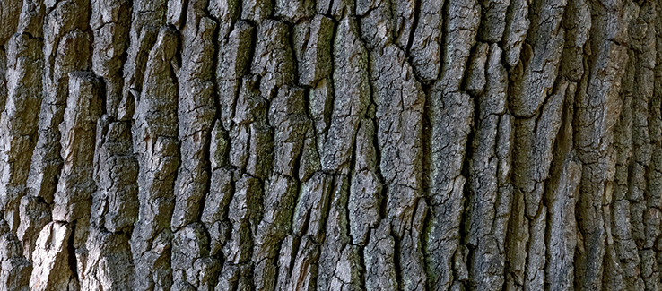 Annual tree maintenance includes trunk and bark inspection