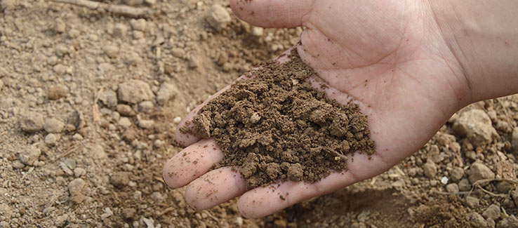 Soil composition will determine how much moisture will be stored for roots to absorb